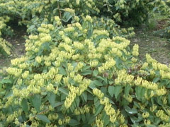 湘蕾金銀花種植技術