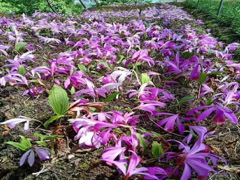 山慈菇(冰球子)種植技術